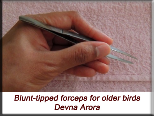 Devna Arora - Blunt-tipped forceps for feeding older chicks
